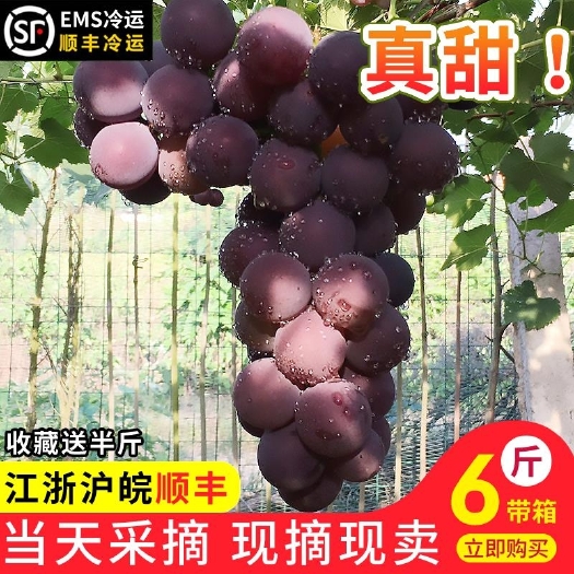 浦江县 浦江巨峰葡萄现摘现发精品葡萄无公害孕妇新鲜应季水果顺丰包邮
