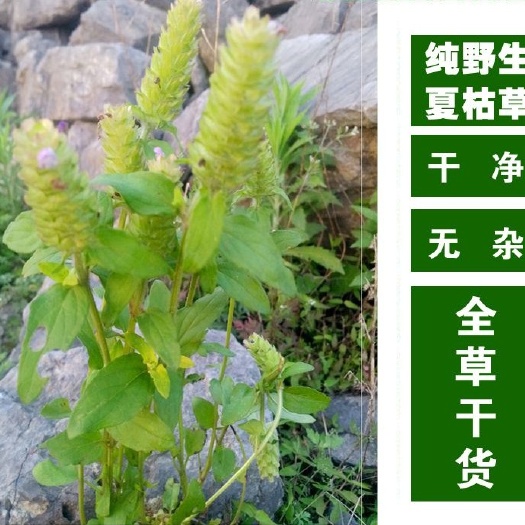 夏枯草，产地自然生长无污染，干度好无霉无杂质