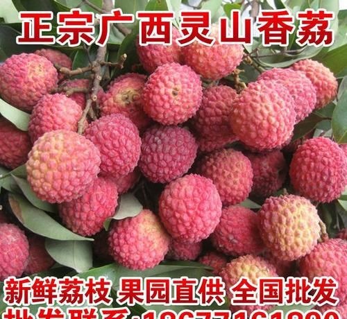 灵山县 广西正宗灵山特有香荔 荔枝果