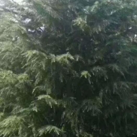 嵩明县普通雪松 自己种地苗 量大从优