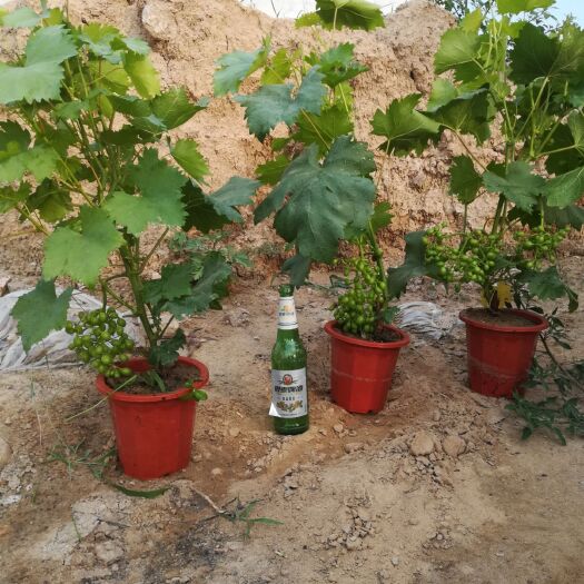 临沂 葡萄盆栽挂果葡萄盆景