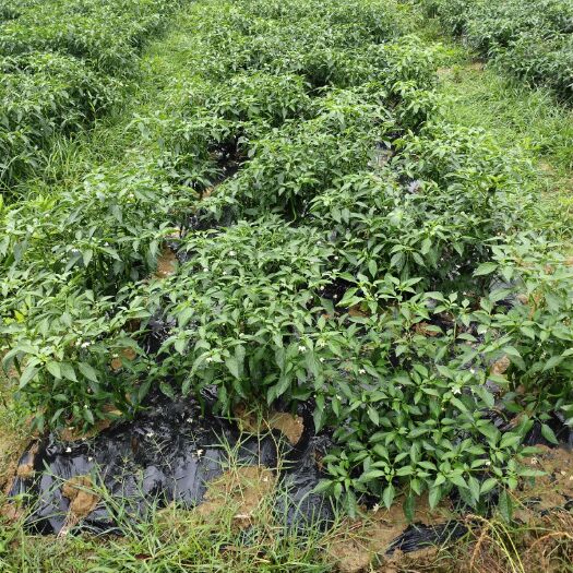 洞口县新一代辣椒 自家种的湖南小青椒，香辣可可   苦瓜 茄子