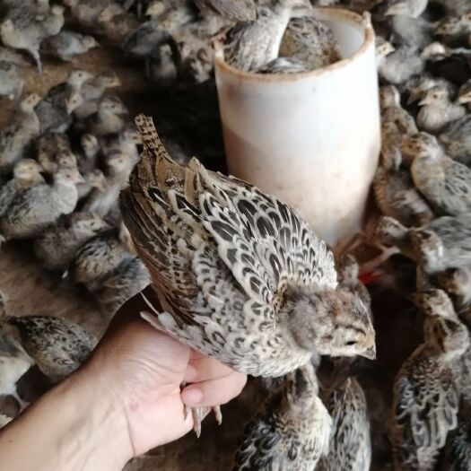 鄱阳县山鸡苗 统货