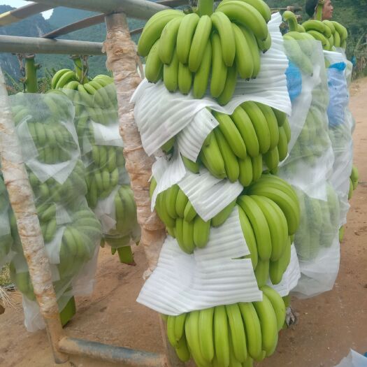 田东县广西田东精品香蕉 七成熟 产地直销 地头现砍现装整车全国发货