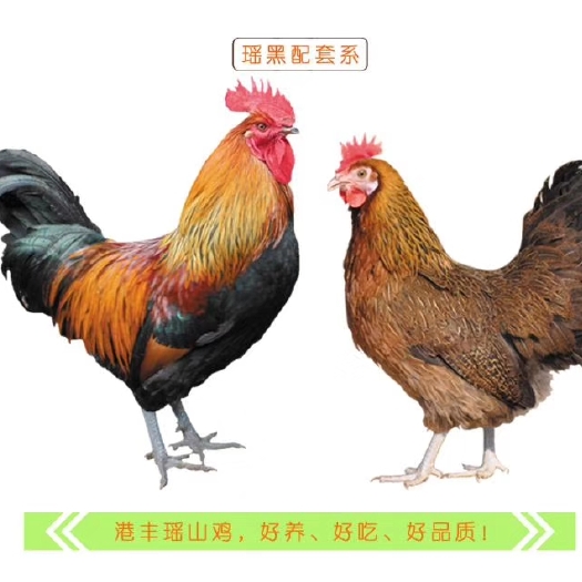 南宁优质港丰瑶鸡苗，青脚土鸡苗，黑麻羽土鸡苗，瑶山鸡苗