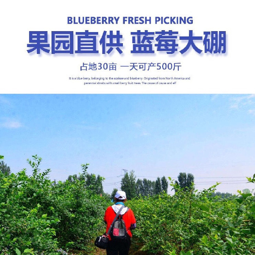  【现货速发】新鲜应季蓝莓鲜果一盒一箱5.6元68元12盒