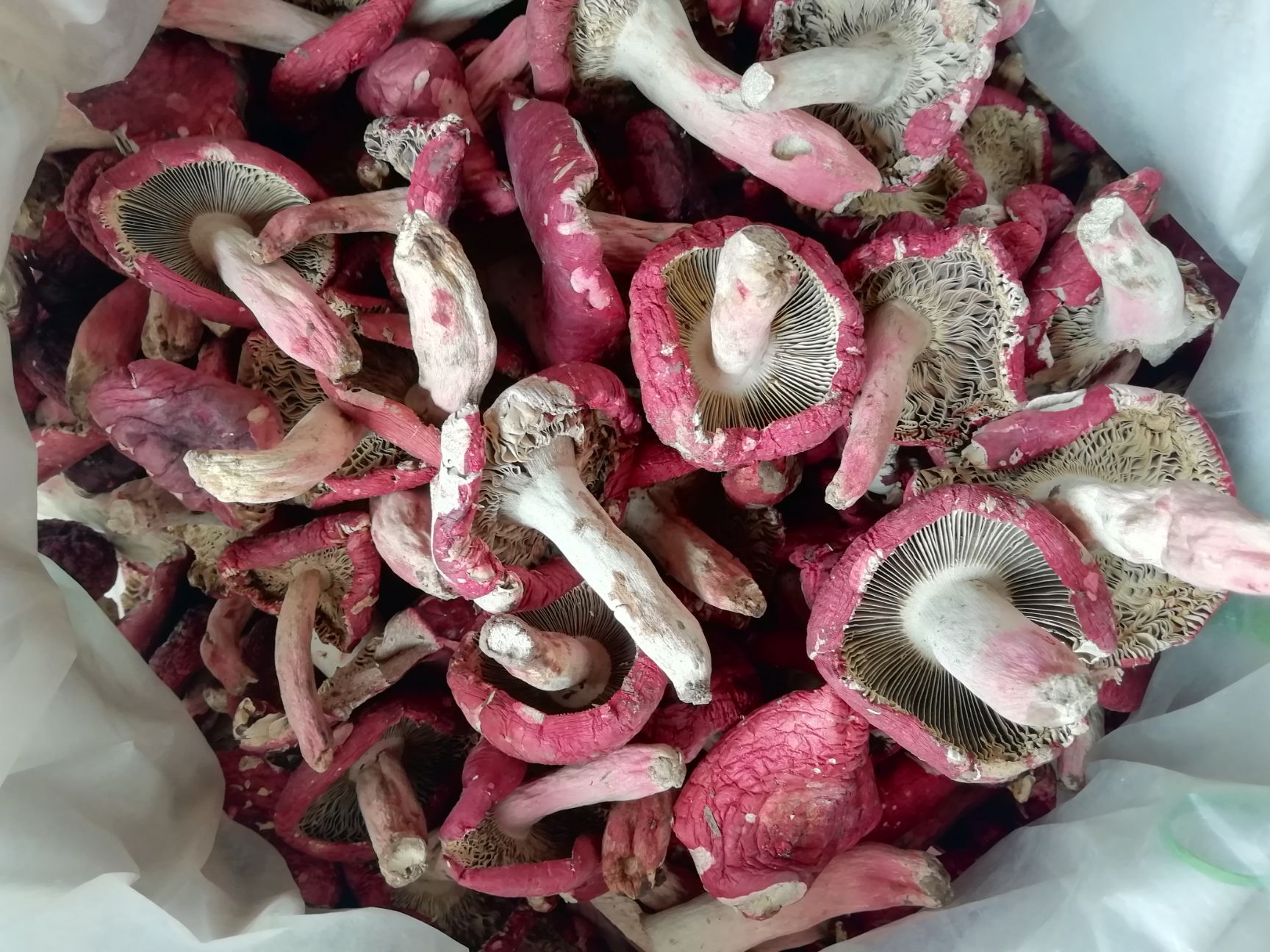 红菇