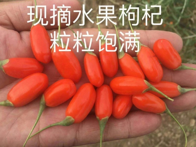 大同 天然，无公害，水果枸杞，味美香甜