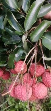 桂味荔枝 从化本地桂味糯米糍开始采摘期间！欢迎入园采摘！大量批发