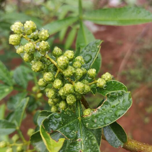 会理市青花椒 青椒