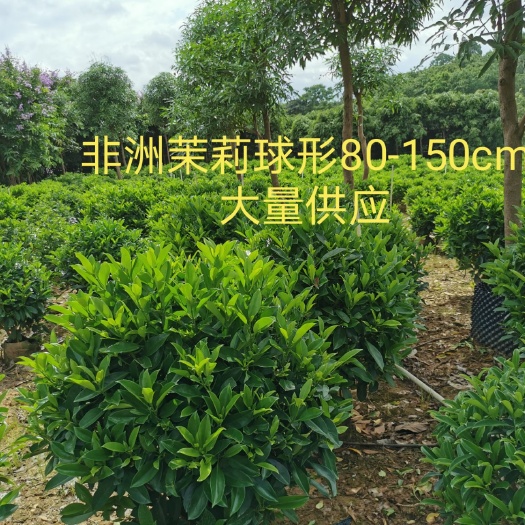 南宁 大量供应非洲茉莉球形0.8m-1.5m