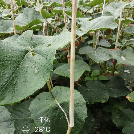 芷江县紫秋2号葡萄苗 紫秋刺葡萄2号苗