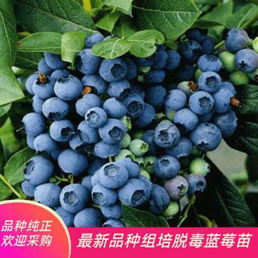 肥城市 蓝丰蓝莓苗绿宝石蓝莓，优瑞卡蓝莓苗 量大，基地直销，品种