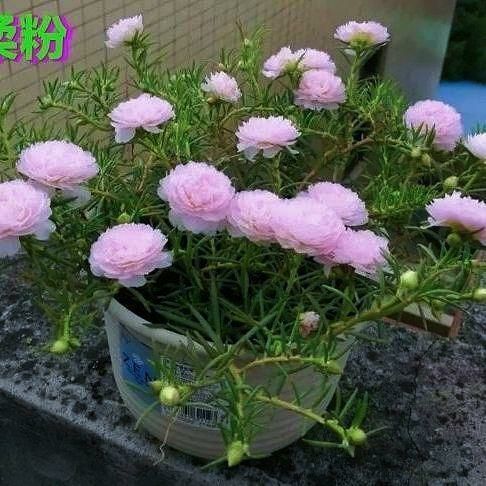 漳州太阳花种子 带花苞发货正品泰国新品9种色太阳花枝条重瓣太阳花四季开花