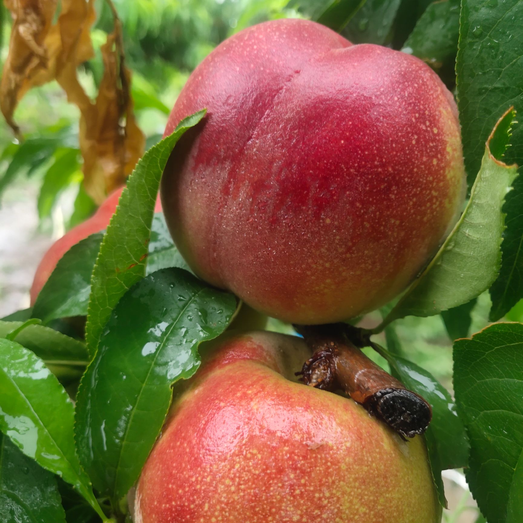 雪桃  毛桃大红桃仓方早生.产地直发