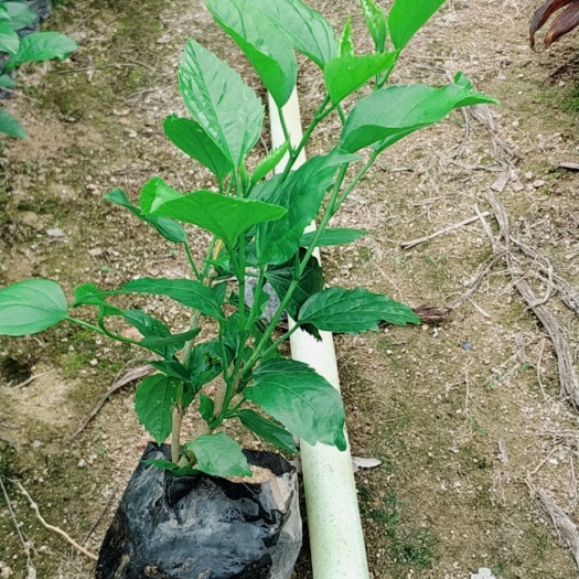 朱槿 青叶扶桑小苗