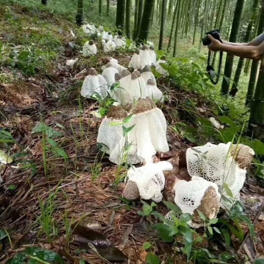 顺昌县 竹荪