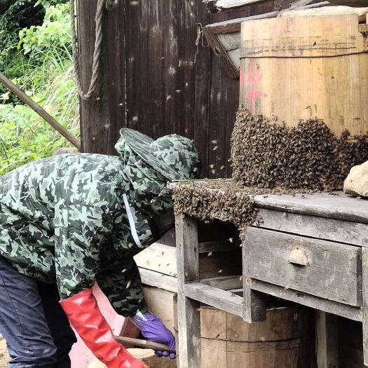 张家界 大山土蜂蜜