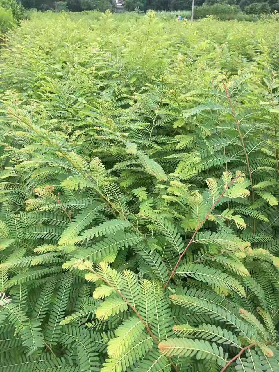 餘甘果苗 廣西牛甘果油甘果油金子嫁接樹苗包郵