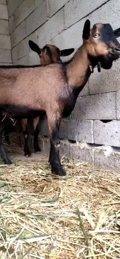 郓城县 怀孕鹿羊