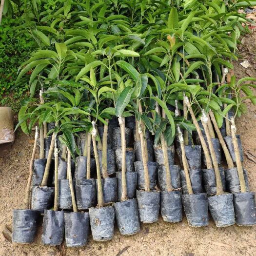 灵山县 优质嫁接金煌芒果苗  大小规格苗
