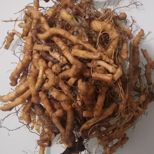 温岭市接骨草 中草药 白接骨