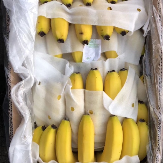 南京 香蕉 菲律宾 苏米富 4/5/6