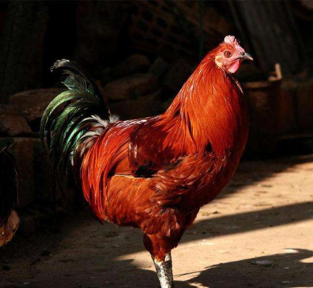 武定鸡 武定壮鸡