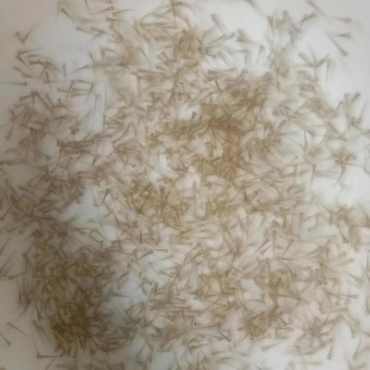 南宁 大量批发，草鱼水花，大头水花，白连水花，鲤鱼水花，鲫鱼水花