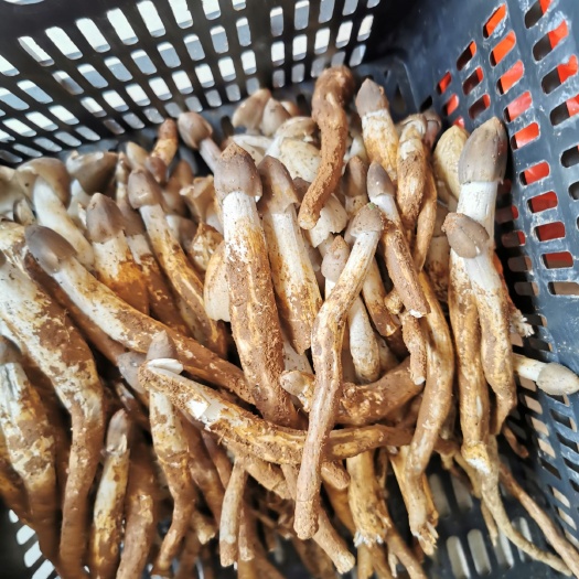 广西夏至菌，荔枝菌