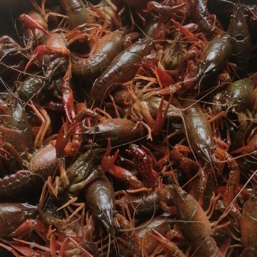 泸县 青红小龙虾大小都有。