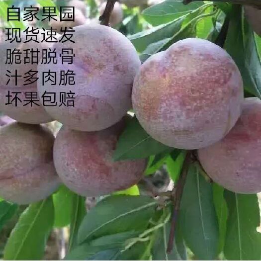 西乡县 五月脆李子青脆李新鲜