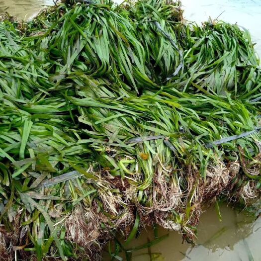 赤壁市 优质四季苦草大量供应，质优价廉