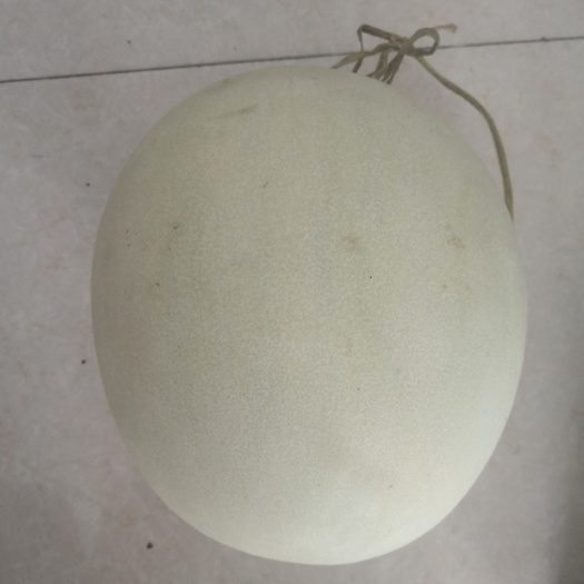  玉茹甜瓜蜜瓜新鲜应季阎良羊角蜜瓜，香脆多汁