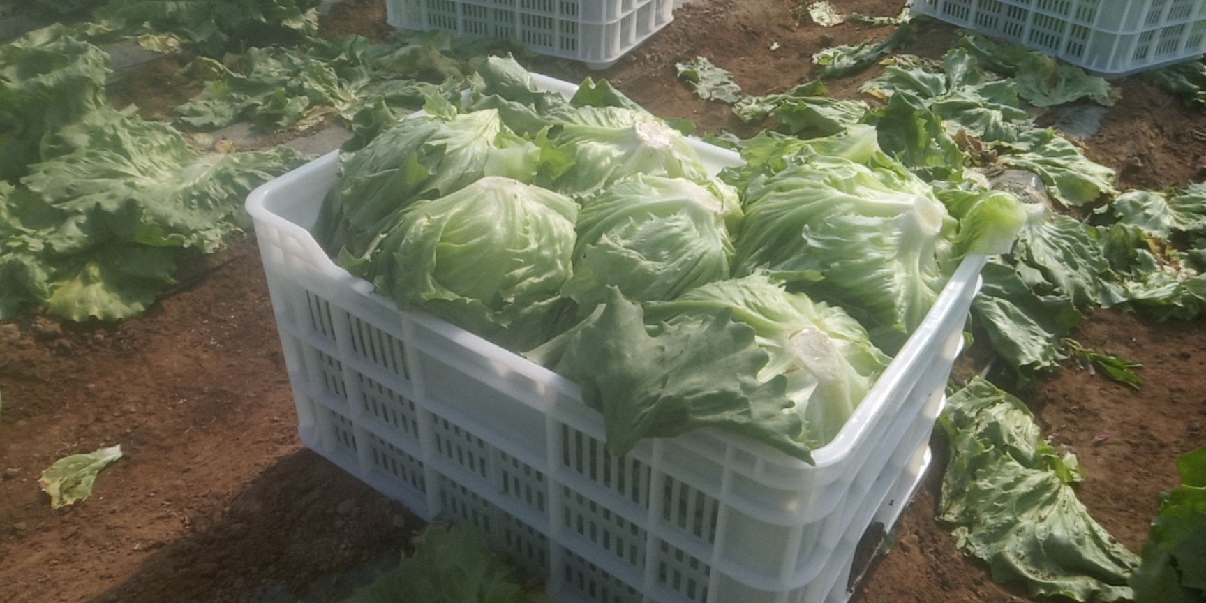 苦叶生菜 有基肥种植无化肥绿色蔬菜每亩3500至4000千