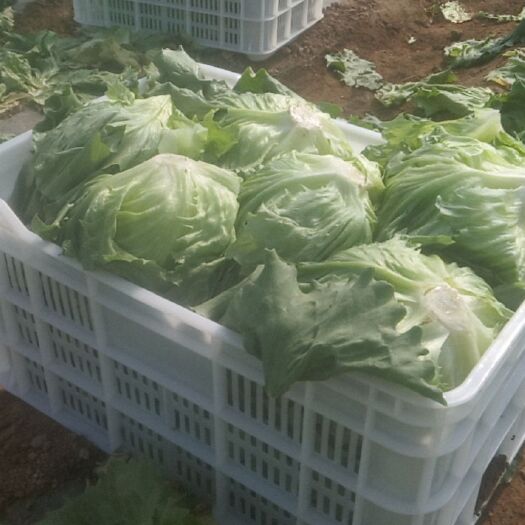 赤城县苦叶生菜 有基肥种植无化肥绿色蔬菜每亩3500至4000千