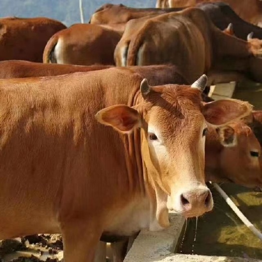  隆林黄牛肉获得国家地理性标志农产品