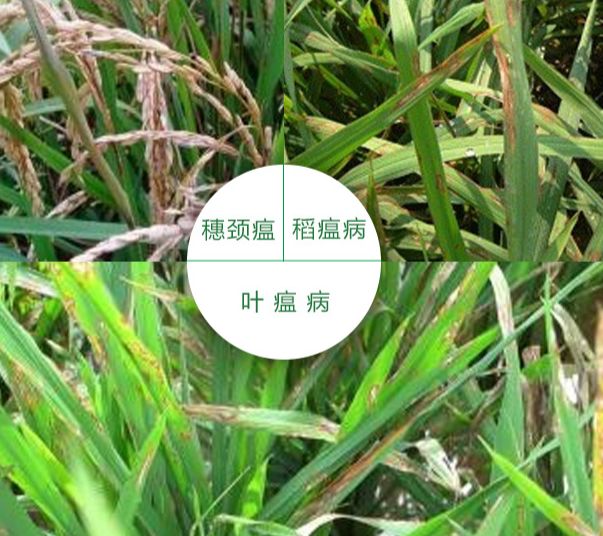 丰登 75%三环唑12.5克防治水稻稻瘟病农药杀菌剂