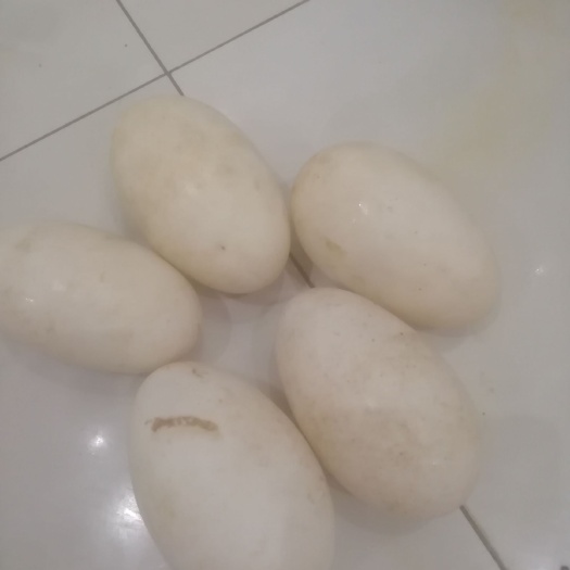 江安县土鹅蛋 食用 散装
