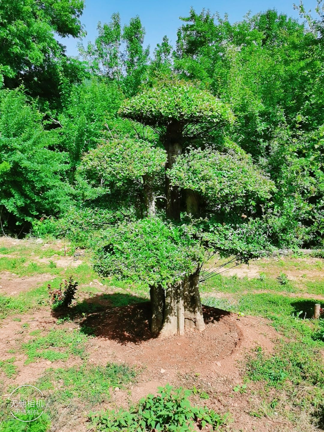 造型对结白蜡 造型对接白蜡