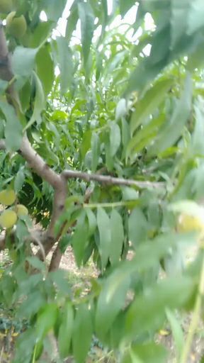 江陵县 三湖黄桃预售期间每件优惠十元，.10斤装88..元