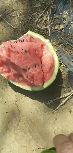 昌乐县 昌乐露天西瓜马上上市价格不高随时可以装车