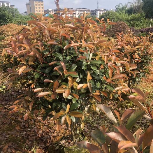 桂林红叶石楠