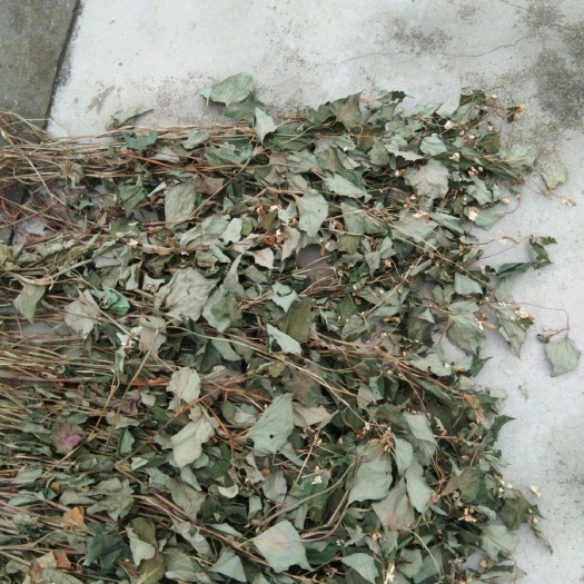 衡东县 大量的自然生鱼腥草资源品质好欢迎收购