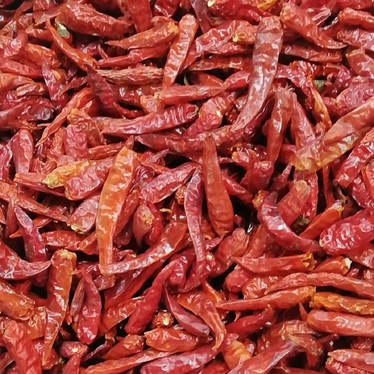 昆明线椒全红皱椒 艳红，九成干，皱褶的，高辣，基地直销，无中间商货品质量好全红