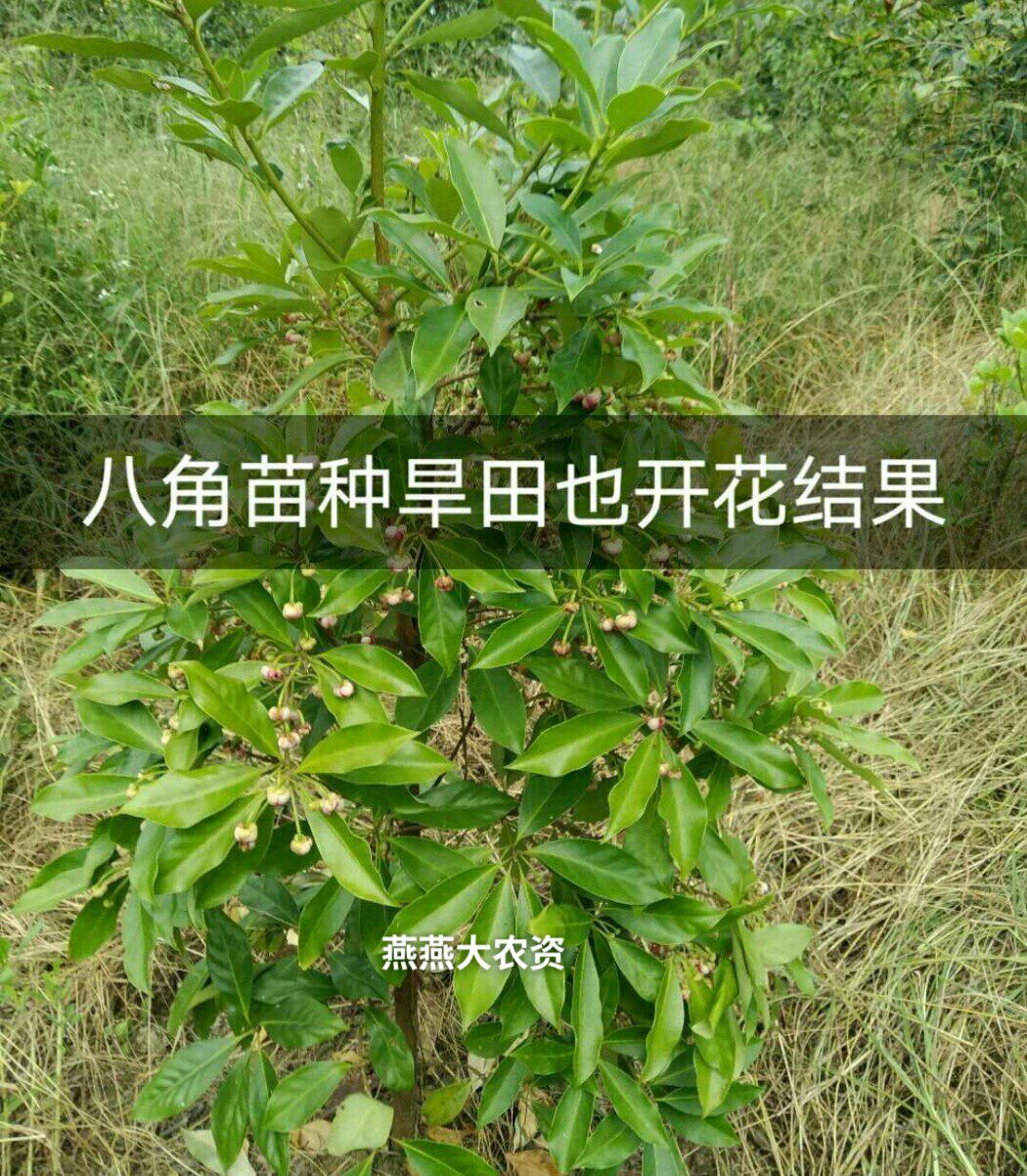 八角种子 广西八角茴香种子 粒粒饱满，均匀发芽率超高