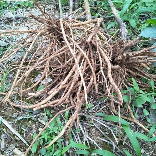 万年县 土牛膝