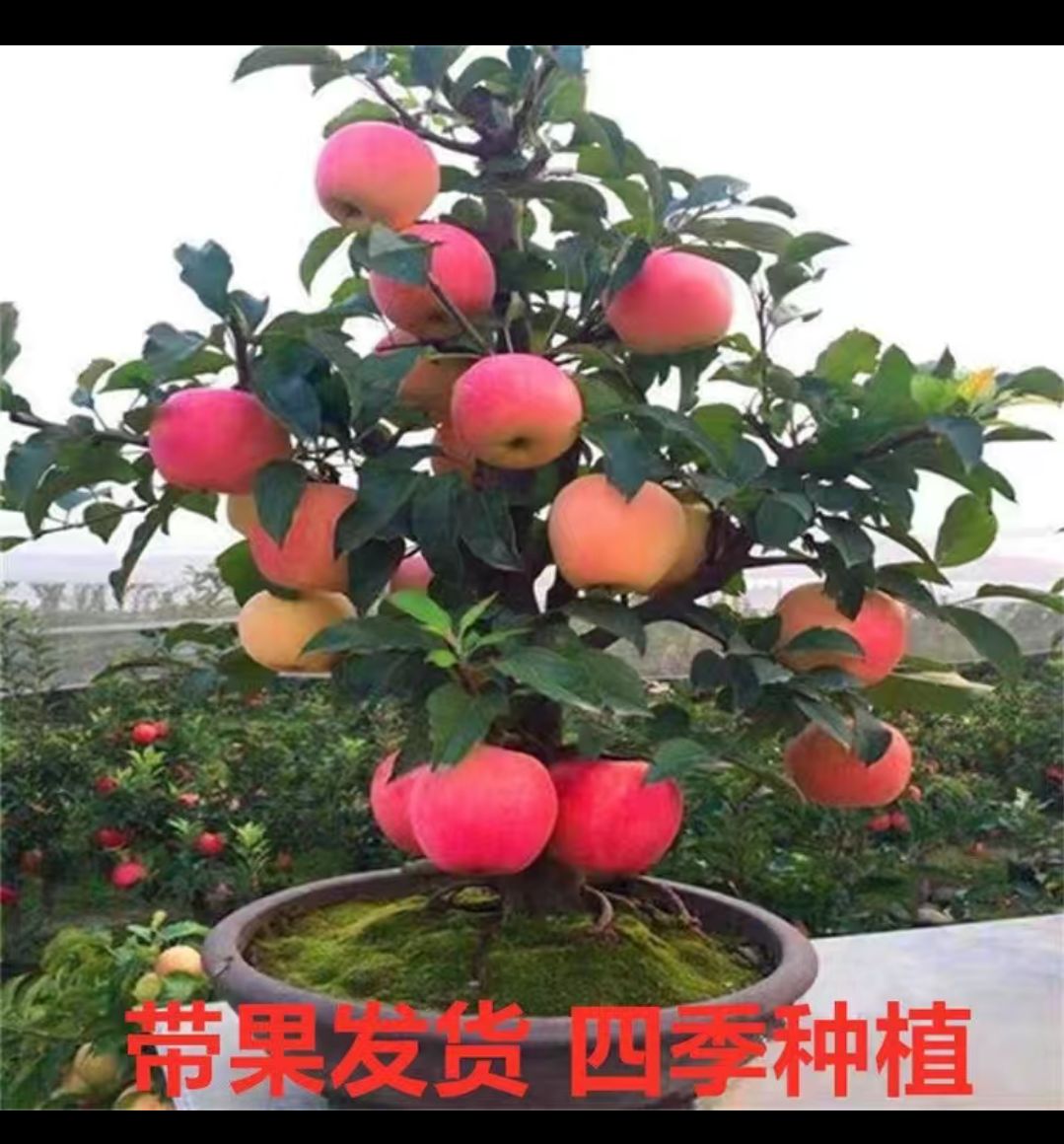 平邑县冰糖心苹果苗 盆栽地载，红富士，冰糖心。南北适种带土球发货