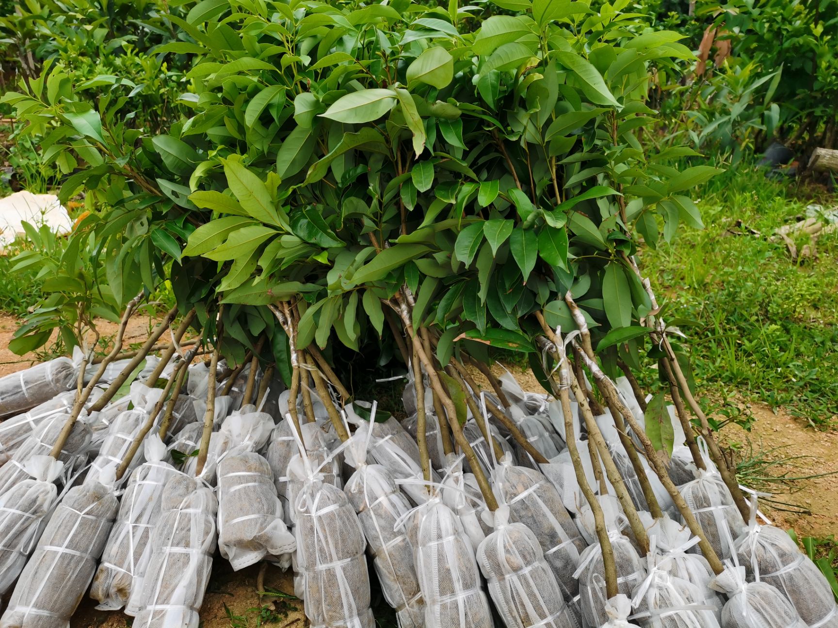 妃子笑荔枝苗 荔枝樹苗,優質嫁接妃子笑荔枝樹苗 帶土帶葉發貨