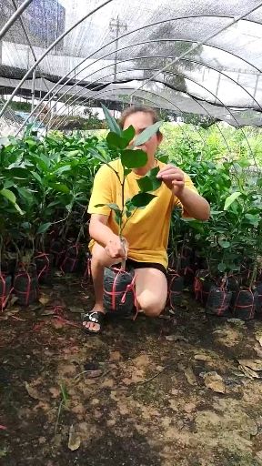 红宝石柚苗 嫁接苗 种植第二年结果 带原